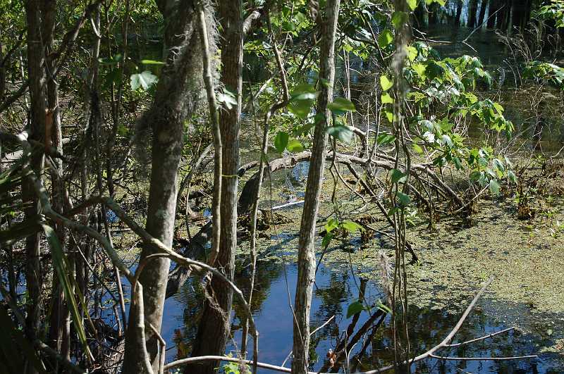 New Orleans 04-08-06 133.JPG - ... another Alligator.  Chace, he is looking directly at you.  Can you see him?  (Look in the little square formed by the tree branches in the middle of the picture.)